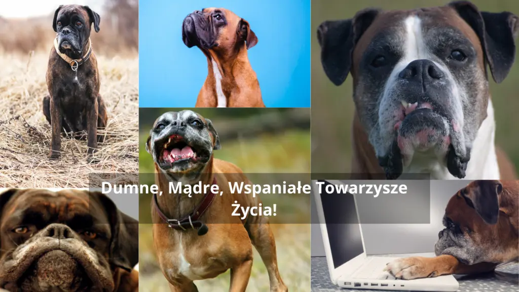 Bokser stojący wśród fioletowych kwiatów