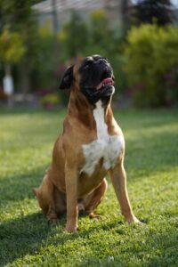 Vito