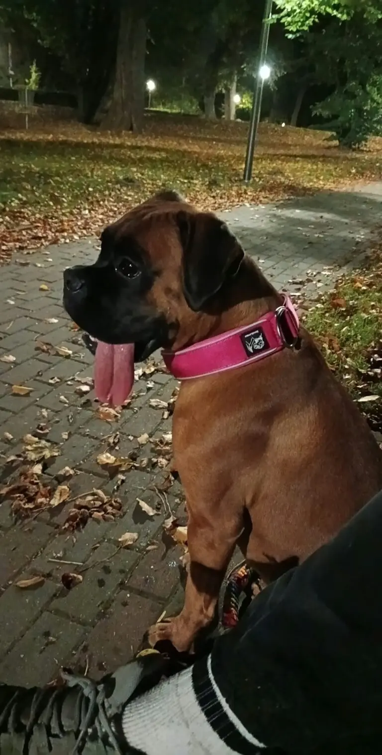 Zdjęcie z serwisu Boksiowo.pl