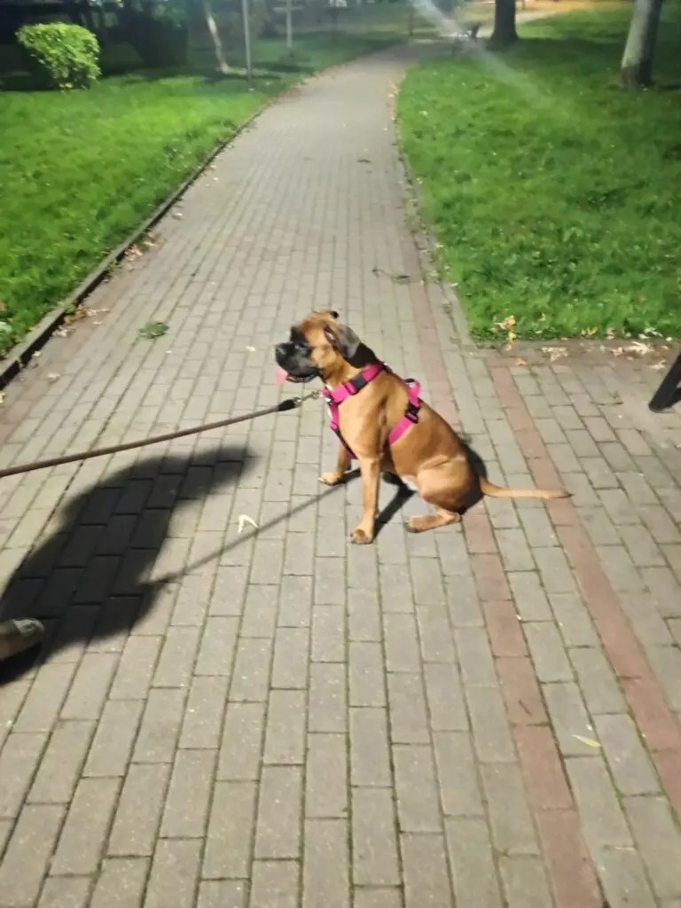 Zdjęcie z serwisu Boksiowo.pl