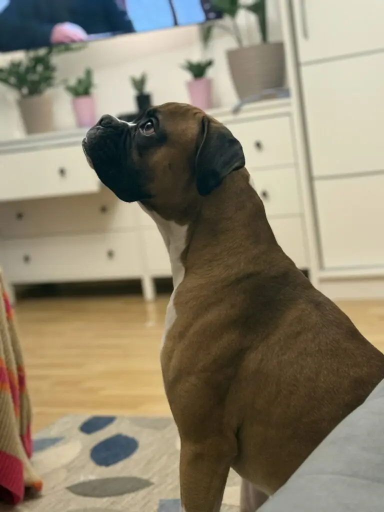 Zdjęcie z serwisu Boksiowo.pl