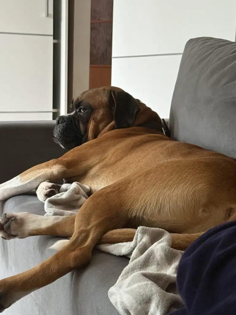 Zdjęcie z serwisu Boksiowo.pl