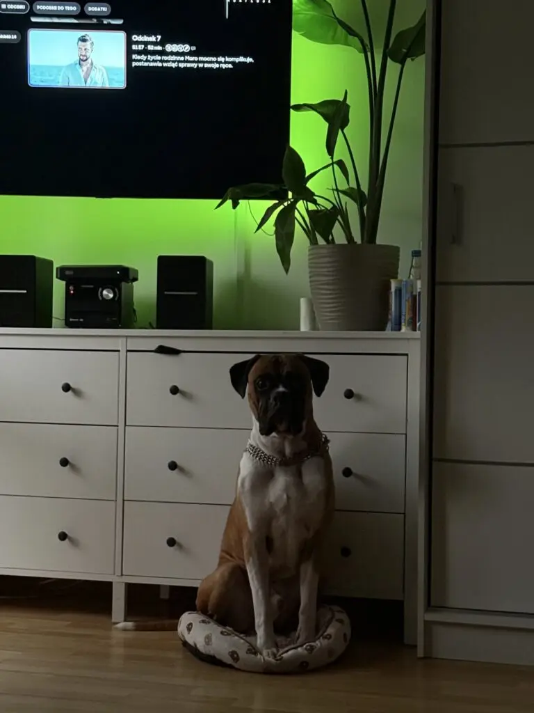 Zdjęcie z serwisu Boksiowo.pl
