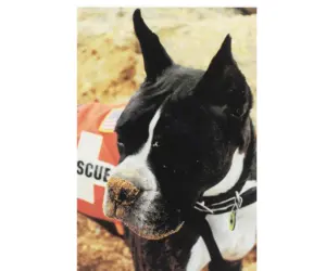 Bokser Louie w kamizelce Search & Rescue podczas akcji ratowniczej po atakach z 11 września 2001 roku