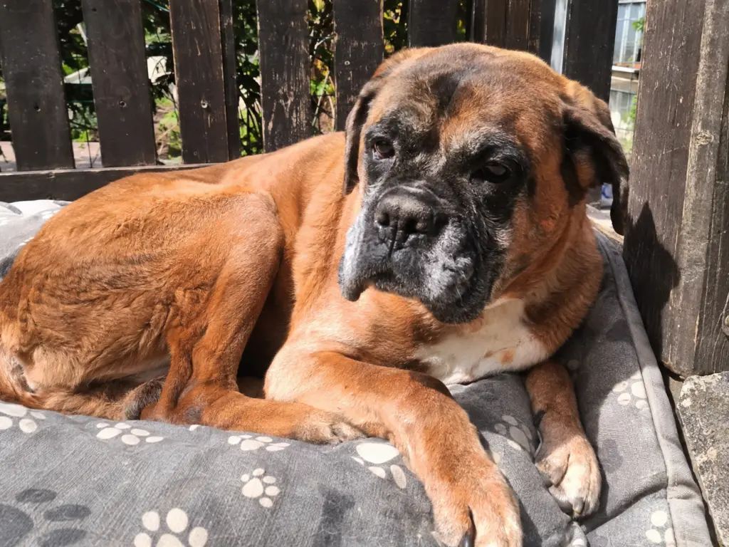 Starszy bokser leżący na poduszce w łapki przy drewnianym płocie